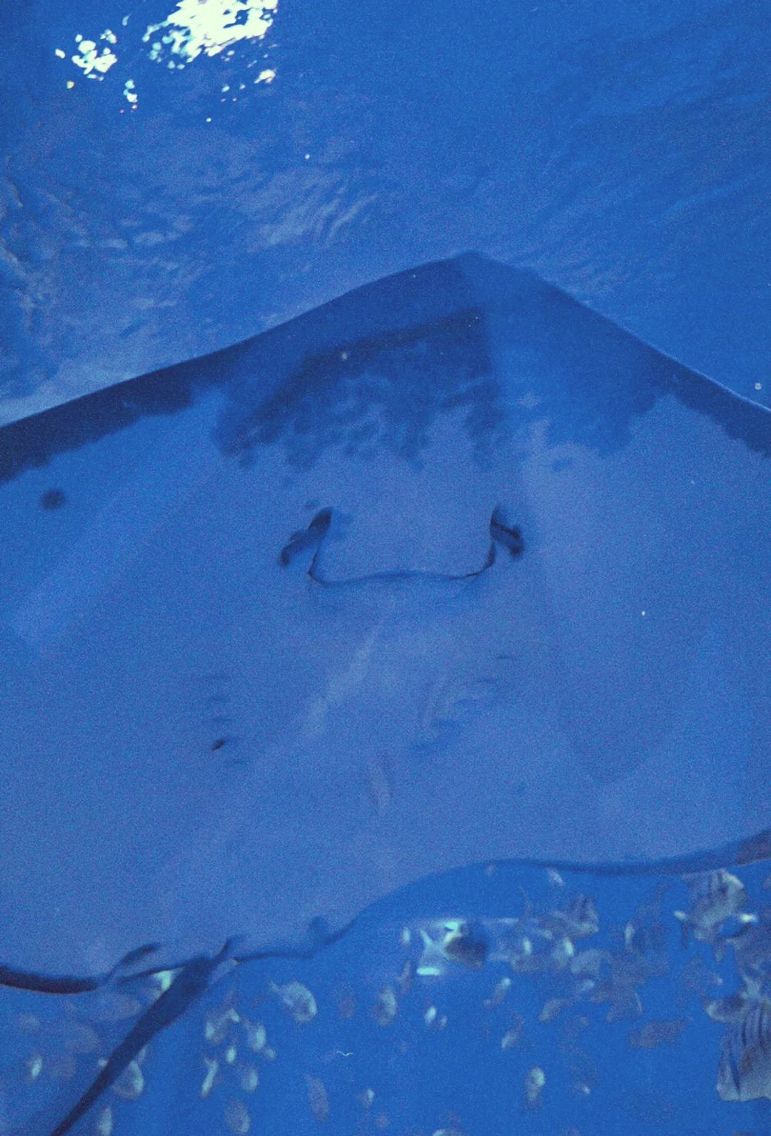 深圳海底世界海洋館，探秘神奇的海底奇觀，探秘深圳海底世界海洋館，神奇的海底奇觀之旅