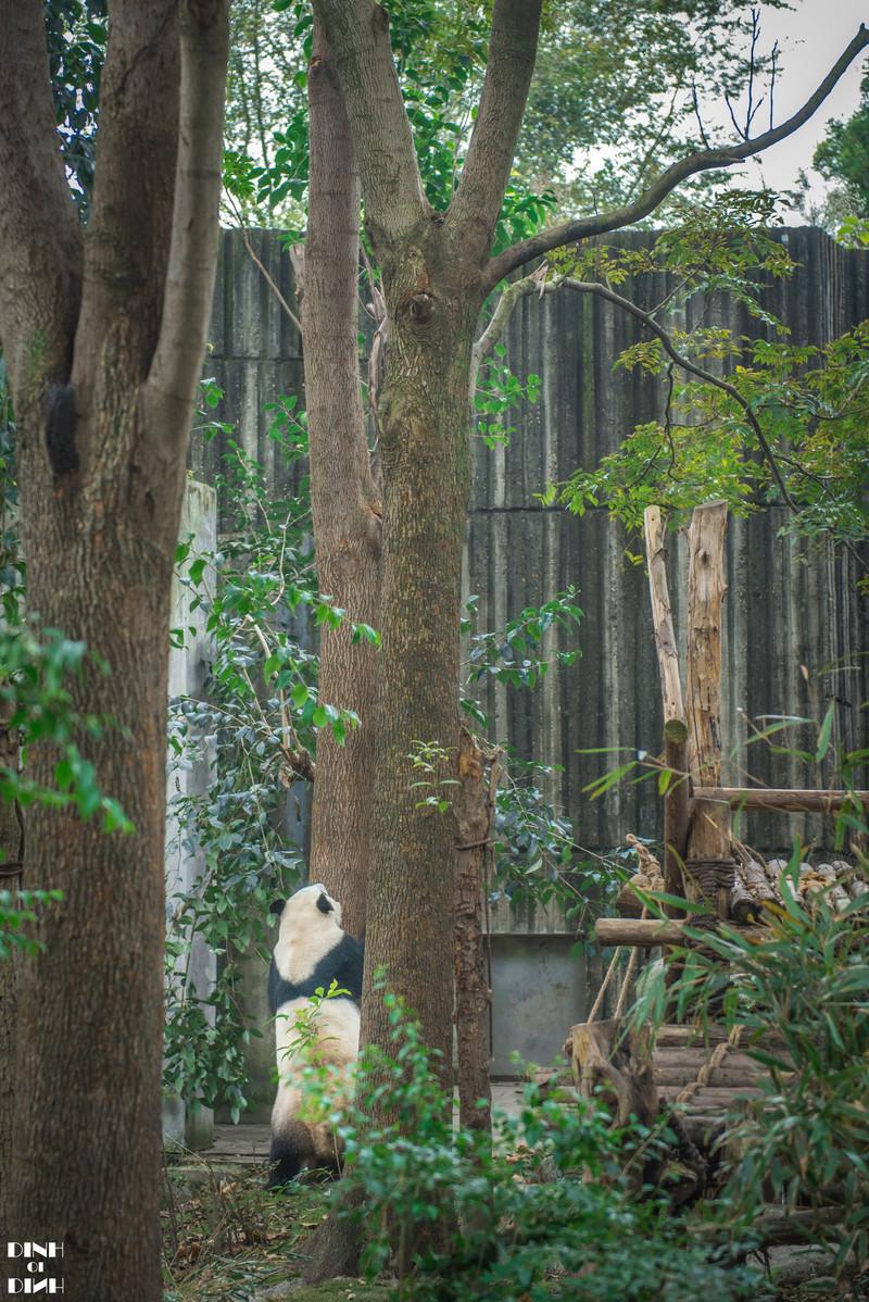 成都看熊貓去哪里看最好？全方位指南帶你領(lǐng)略熊貓魅力，全方位指南，探尋成都最佳熊貓觀賞地，領(lǐng)略熊貓魅力